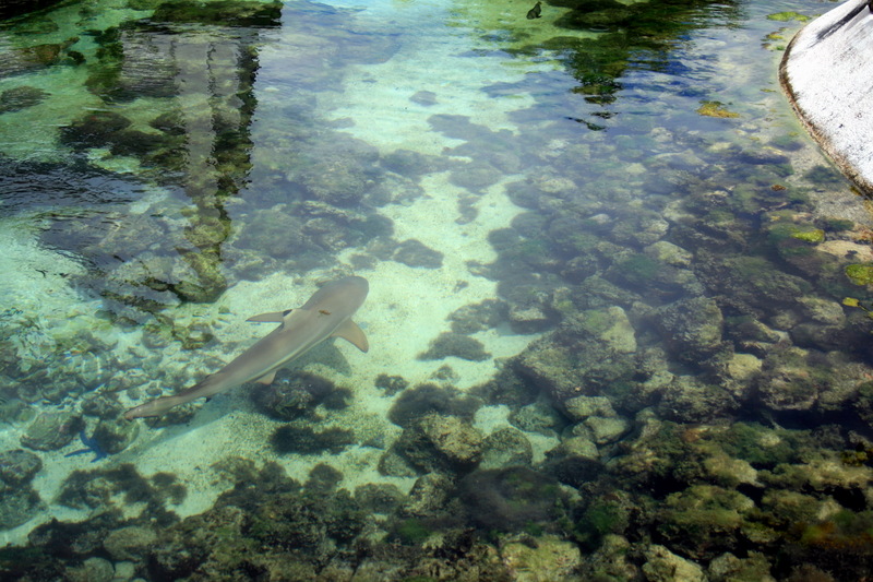 Shark; DISPLAY FULL IMAGE.