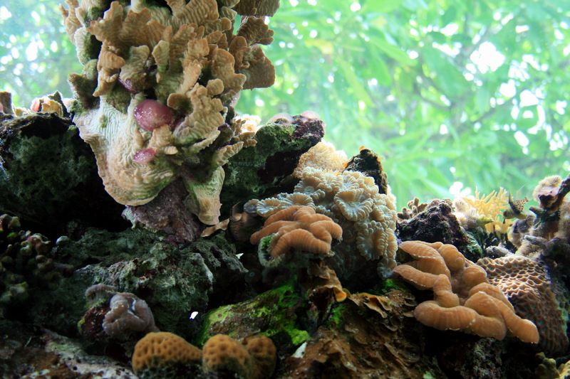 Coral; DISPLAY FULL IMAGE.