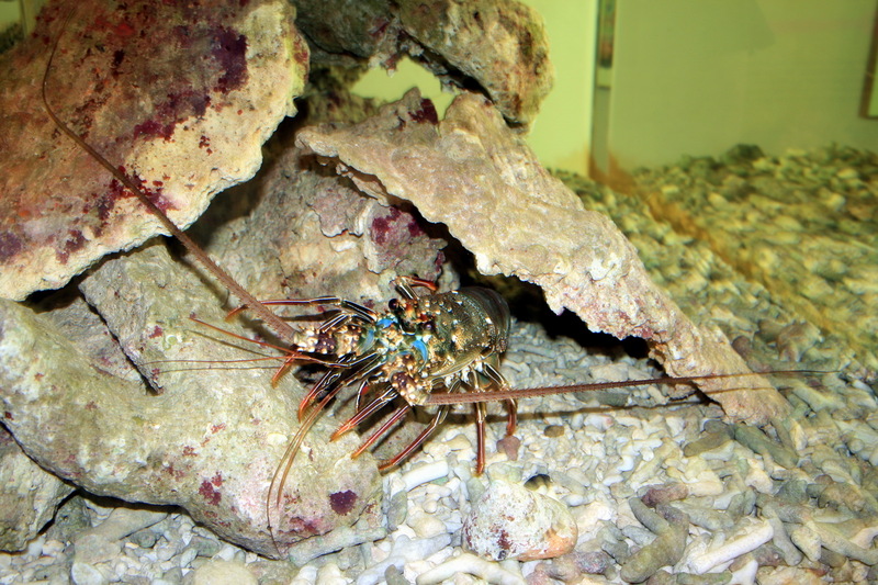 Crayfish; DISPLAY FULL IMAGE.