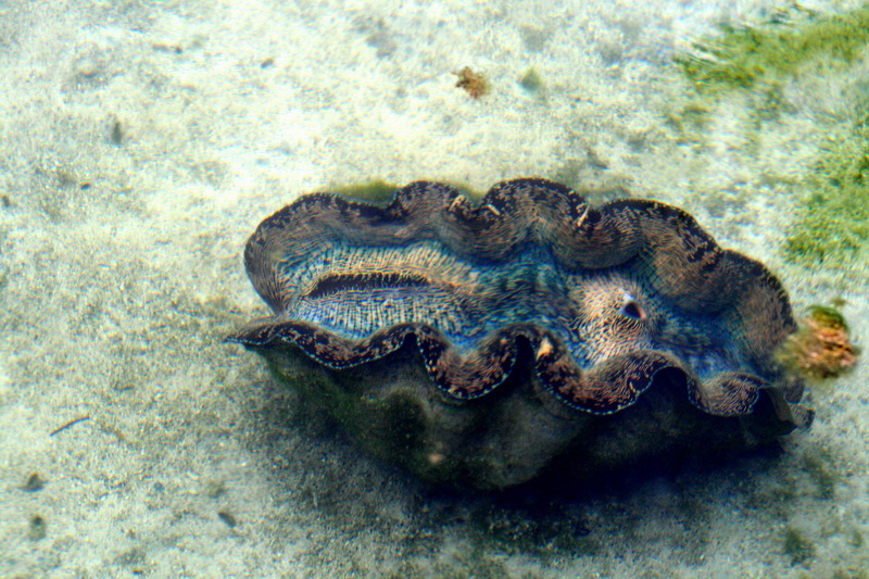 Giant Clam (Tridacna gigas); DISPLAY FULL IMAGE.