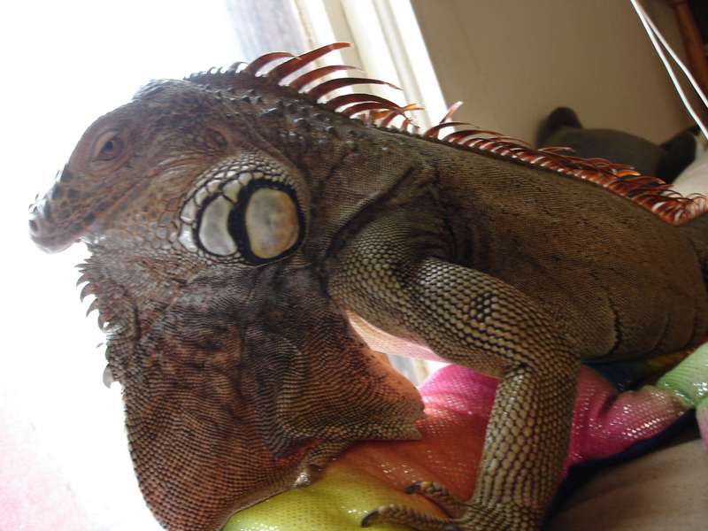 Drake - my green iguana; DISPLAY FULL IMAGE.