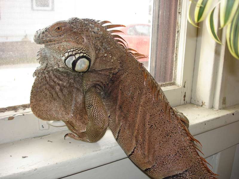 Drake window gazing; DISPLAY FULL IMAGE.