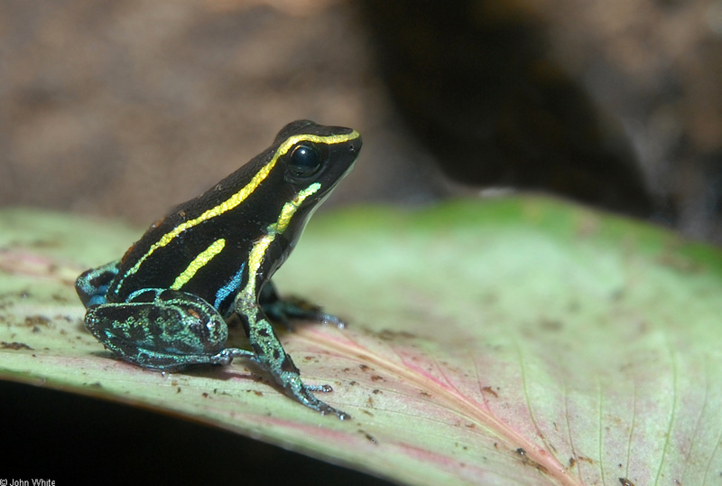 Sky-blue Poison Frog, Hyloxalus azureiventris; DISPLAY FULL IMAGE.