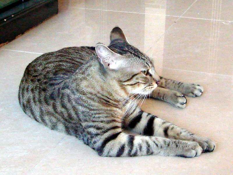 中国狸花猫【China Lihua cat】; DISPLAY FULL IMAGE.