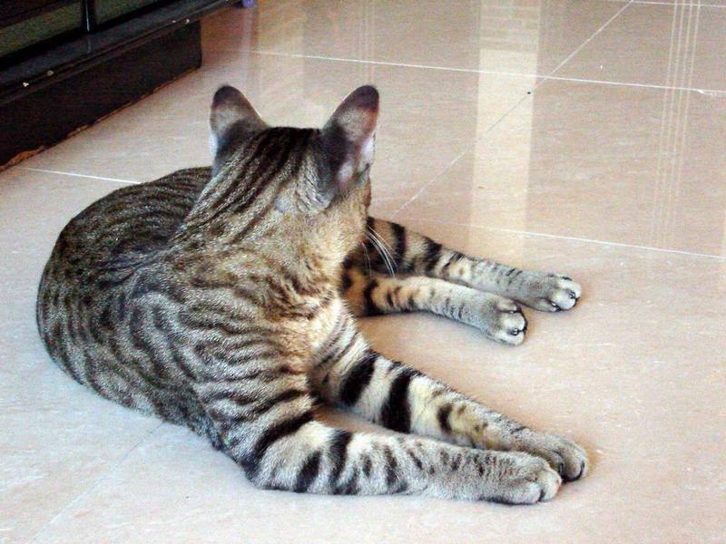 中国狸花猫【China Lihua cata】; DISPLAY FULL IMAGE.