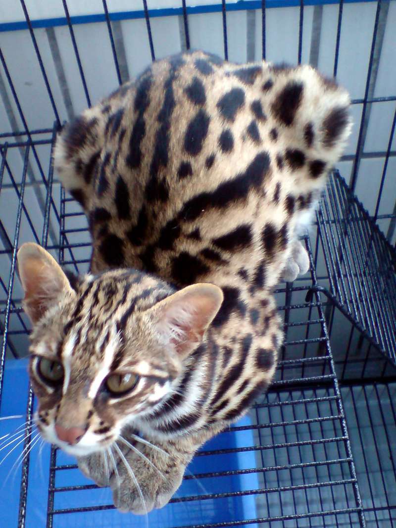 Prionailurus Bengalensis Chinensis[Chinese Leopard Cat]; DISPLAY FULL IMAGE.