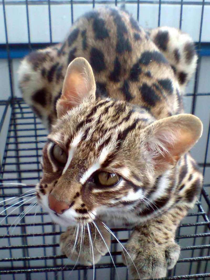 Prionailurus Bengalensis Chinensis[Chinese Leopard Cat]; DISPLAY FULL IMAGE.