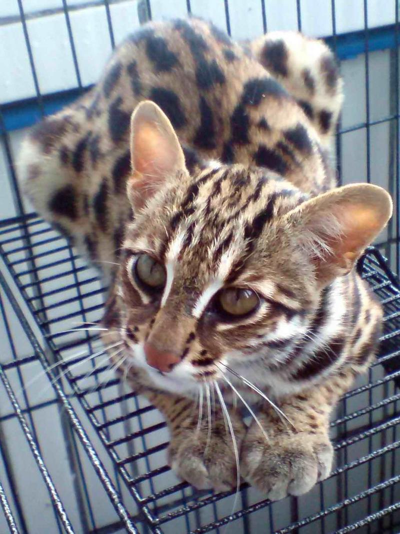 Prionailurus Bengalensis Chinensis[Chinese Leopard Cat]; DISPLAY FULL IMAGE.