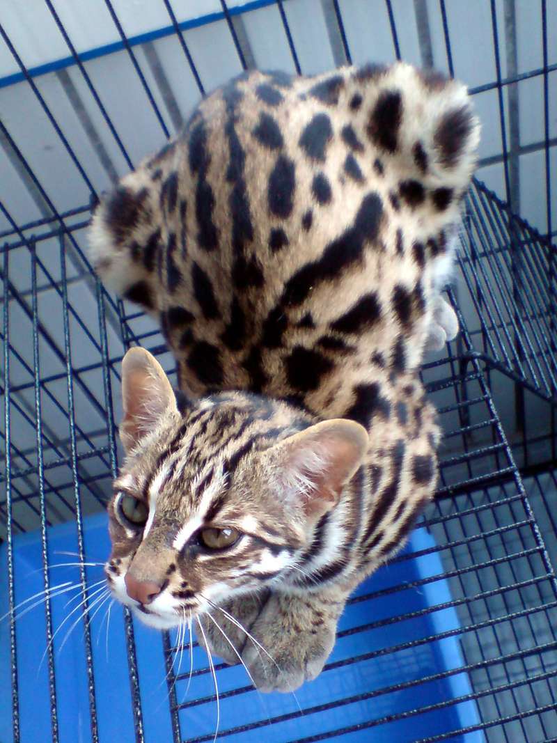 Prionailurus Bengalensis Chinensis[Chinese Leopard Cat]; DISPLAY FULL IMAGE.