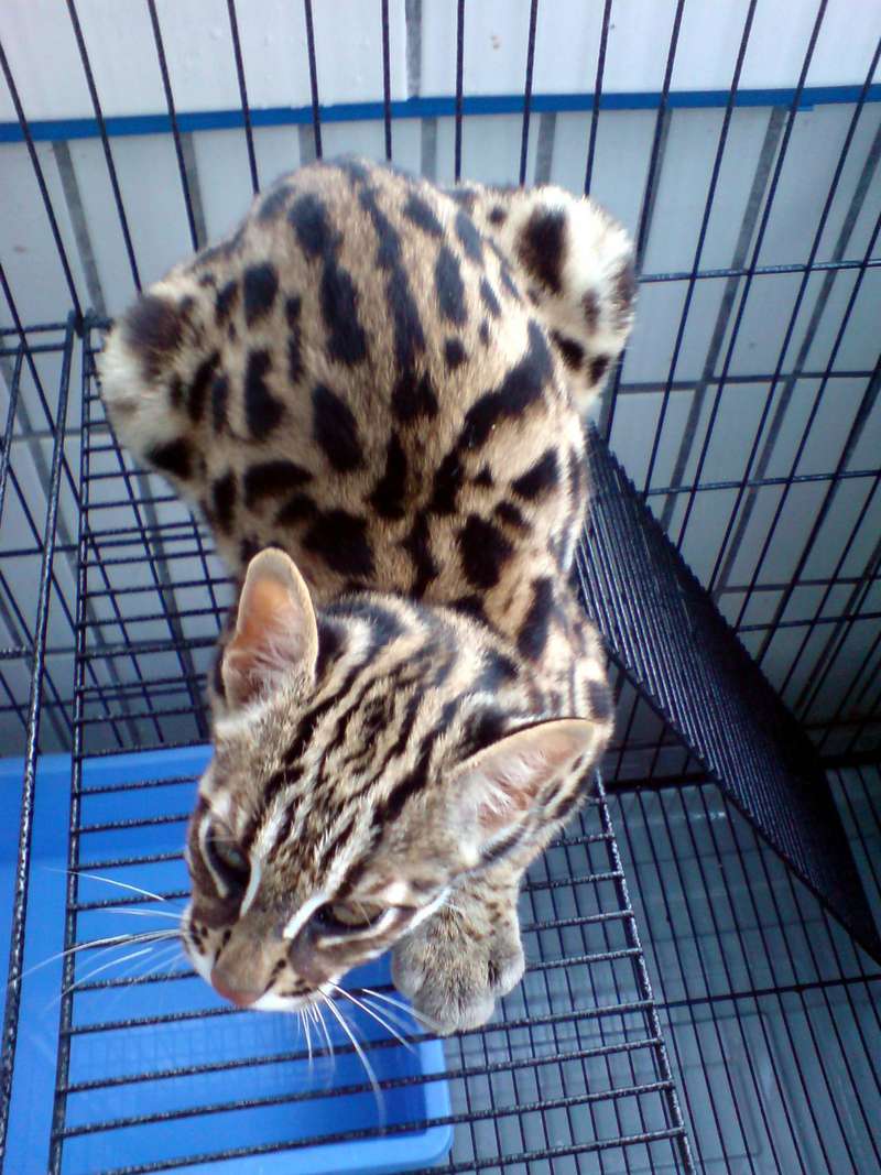 Prionailurus Bengalensis Chinensis[Chinese Leopard Cat]; DISPLAY FULL IMAGE.