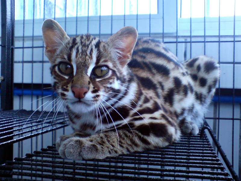 Prionailurus Bengalensis Chinensis[Chinese Leopard Cat]; DISPLAY FULL IMAGE.