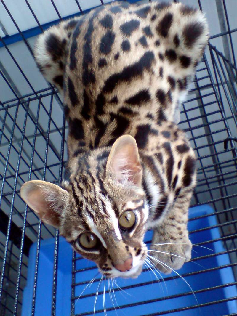 Prionailurus Bengalensis Chinensis[Chinese Leopard Cat]; DISPLAY FULL IMAGE.
