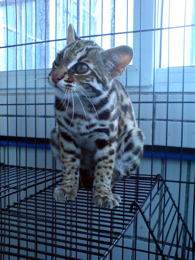 Prionailurus Bengalensis Chinensis[Chinese Leopard Cat]; DISPLAY FULL IMAGE.