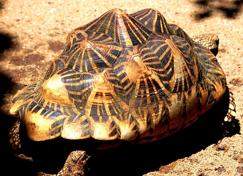 Animal picture; DISPLAY FULL IMAGE.
