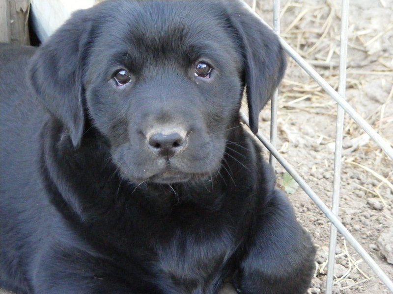 puppy; DISPLAY FULL IMAGE.