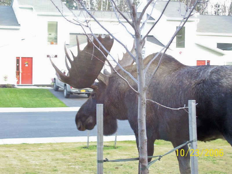 moose; DISPLAY FULL IMAGE.