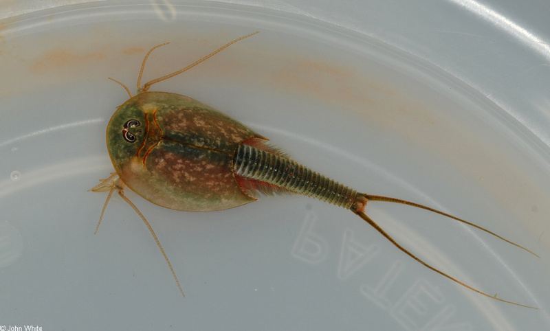 Triops (Triops longicaudatus) 02; DISPLAY FULL IMAGE.