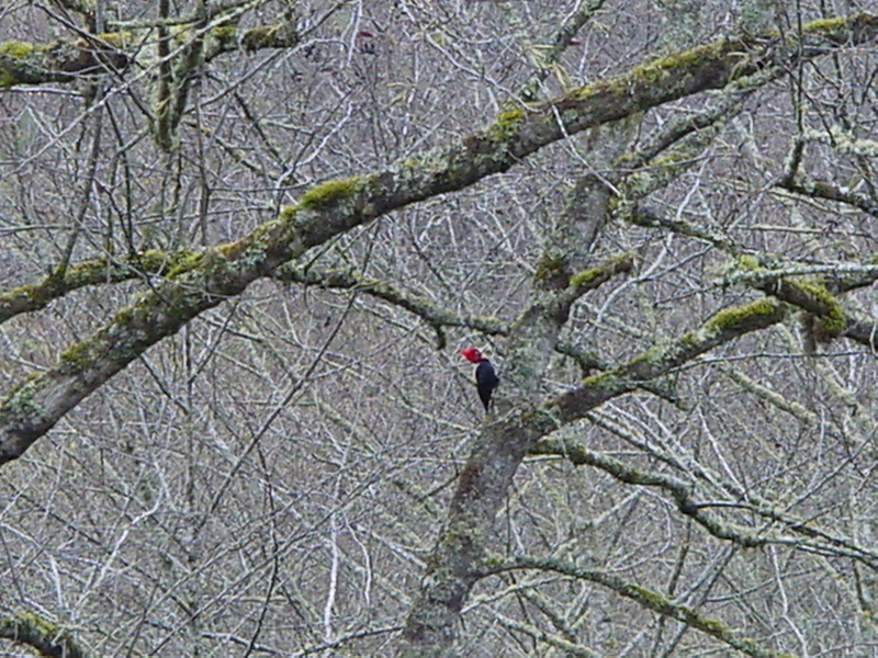 Campephilus leucopogon; DISPLAY FULL IMAGE.