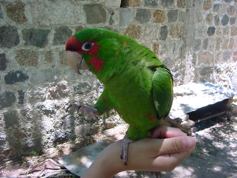 Aratinga mitrata; DISPLAY FULL IMAGE.