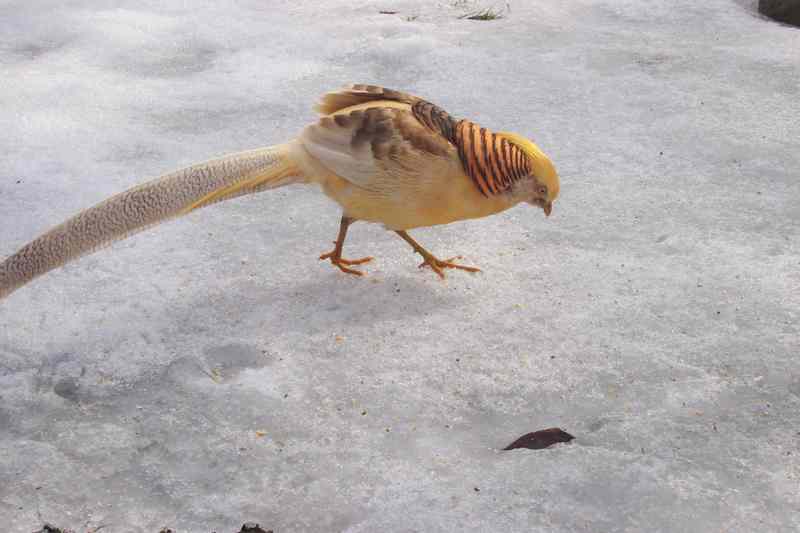 Golden Pheasant; DISPLAY FULL IMAGE.