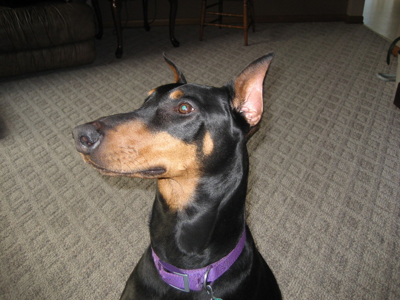 Doberman Pinscher; DISPLAY FULL IMAGE.