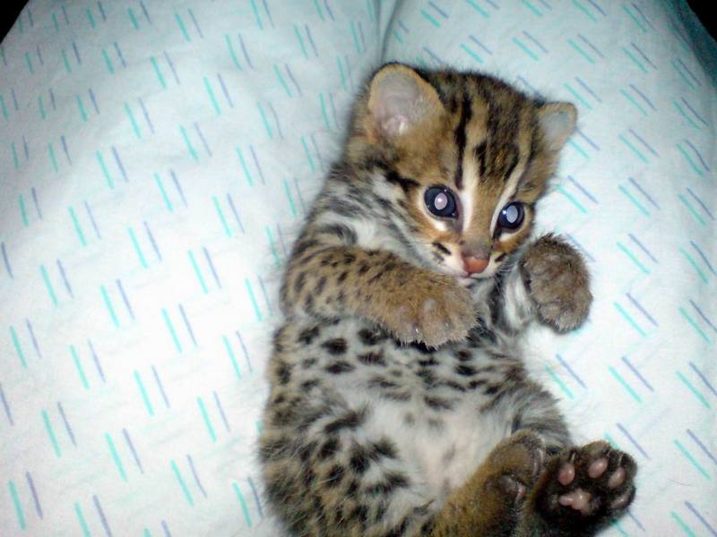 Asian Leopard Cat[Prionailurus Bengalensis Chinensis] cub; DISPLAY FULL IMAGE.