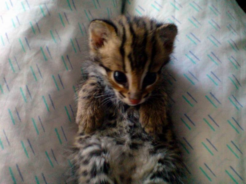 Asian Leopard Cat[Prionailurus Bengalensis Chinensis] cub; DISPLAY FULL IMAGE.