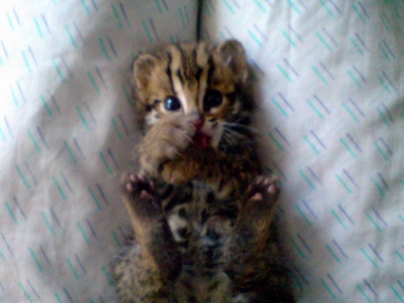 Asian Leopard Cat[Prionailurus Bengalensis Chinensis] cub; DISPLAY FULL IMAGE.