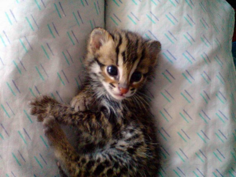 Asian Leopard Cat[Prionailurus Bengalensis Chinensis] cub; DISPLAY FULL IMAGE.