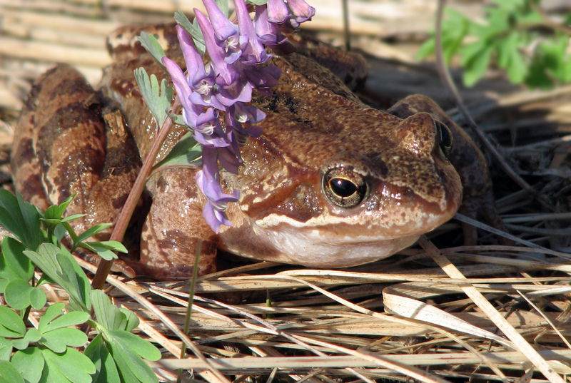 Rana temporaria; DISPLAY FULL IMAGE.