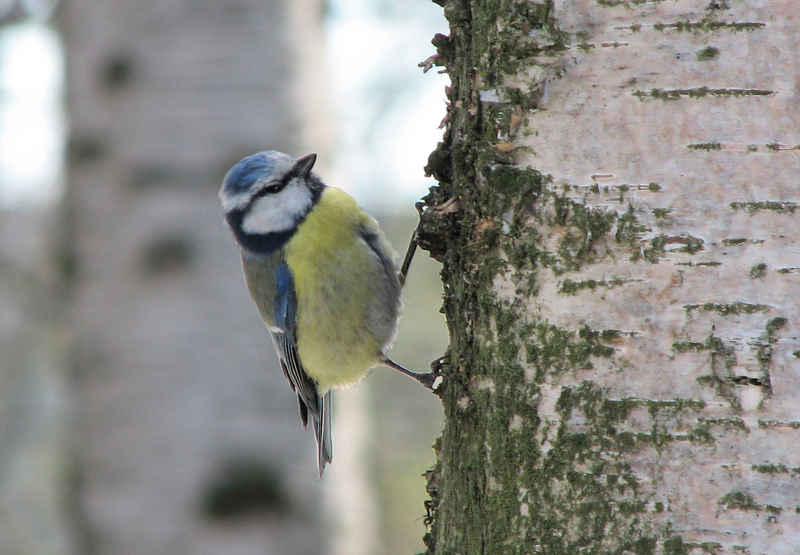 Parus caeruleus; DISPLAY FULL IMAGE.