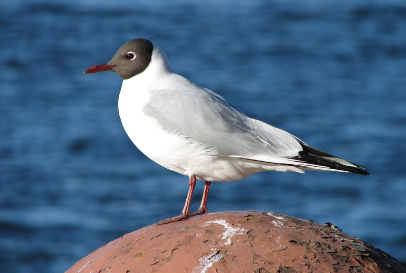 Larus ridibundus; DISPLAY FULL IMAGE.