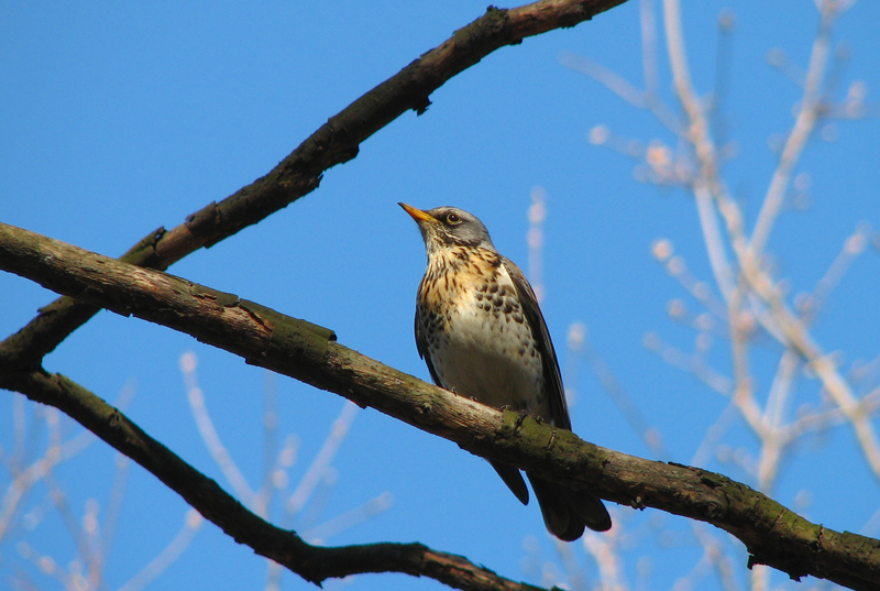 Turdus pilaris - Fieldfare; DISPLAY FULL IMAGE.