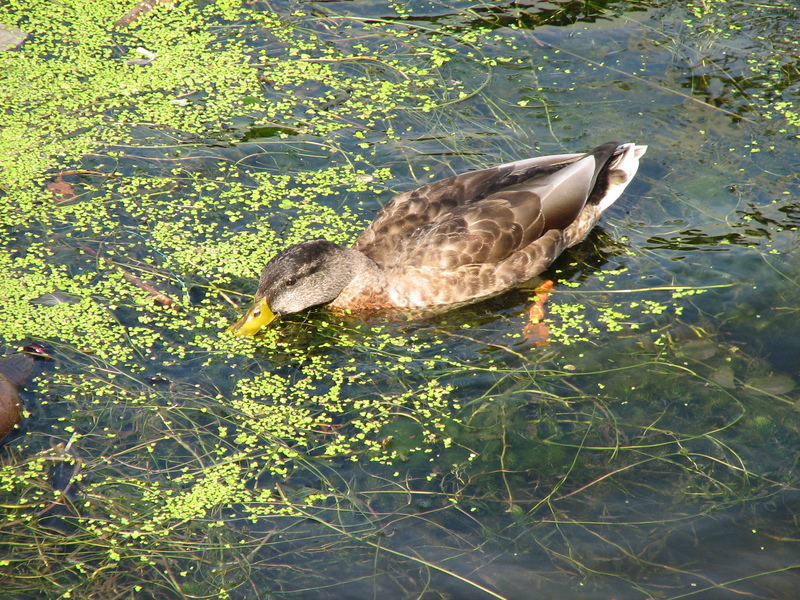 Anas platyrhynchos - Mallard; DISPLAY FULL IMAGE.