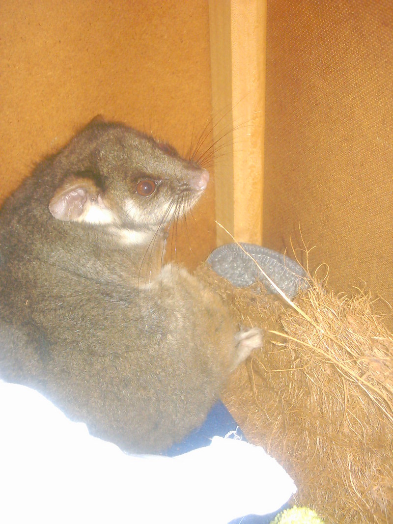 is this a ring tail possum; DISPLAY FULL IMAGE.