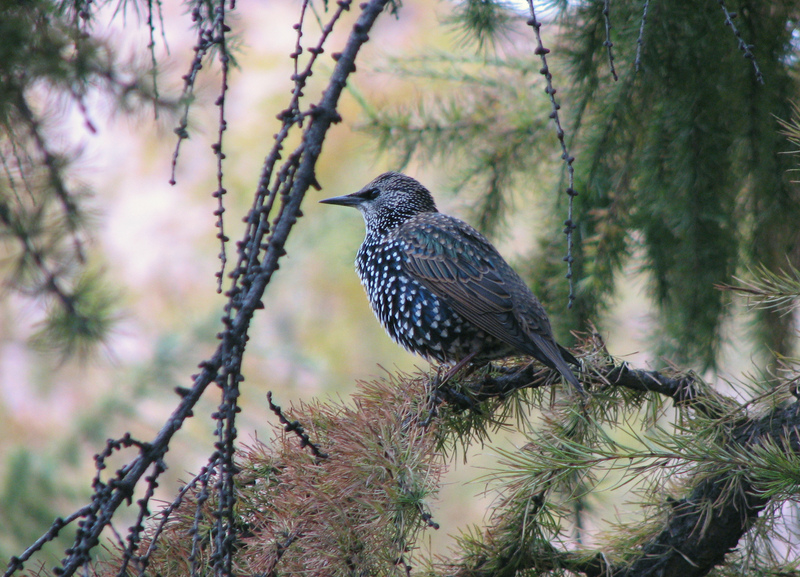 Sturnus vulgaris; DISPLAY FULL IMAGE.