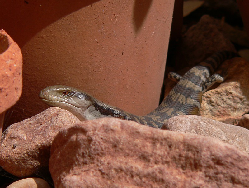 Baby bluetongue; DISPLAY FULL IMAGE.