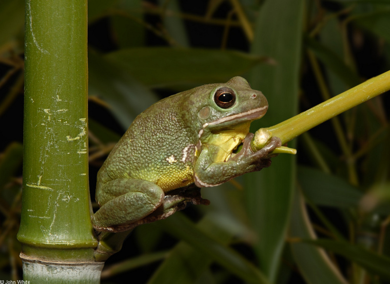 Barking Treefrog (Hyla gratiosa)01sm; DISPLAY FULL IMAGE.