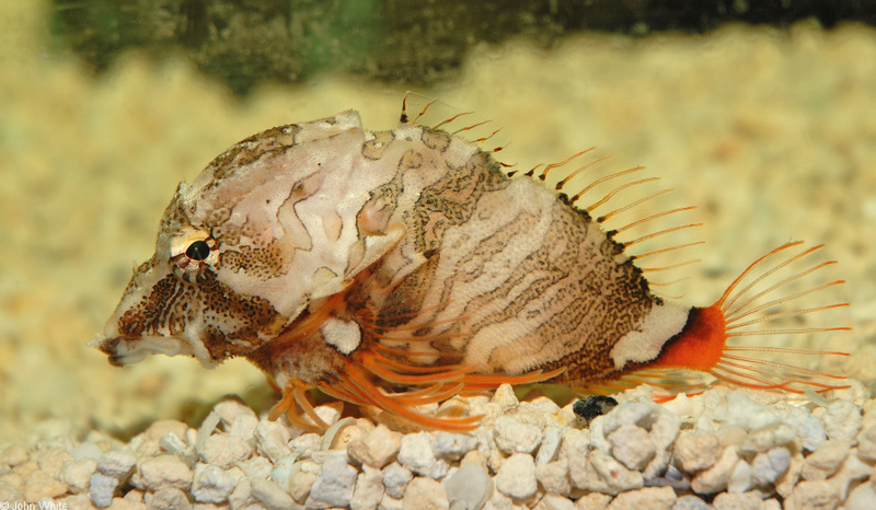 Grunt Sculpin (Rhamphocottus richardsoni); DISPLAY FULL IMAGE.