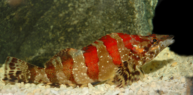 Painted Greenling (Oxylebius pictus); DISPLAY FULL IMAGE.