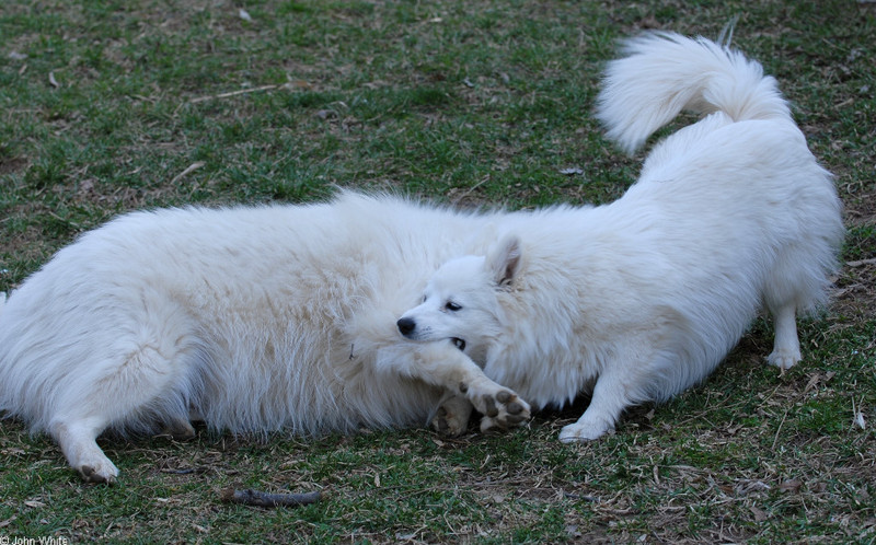 The Dog Fight - dogfight1; DISPLAY FULL IMAGE.
