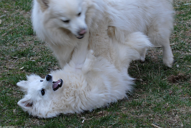 The Dog Fight - dogfight4; DISPLAY FULL IMAGE.