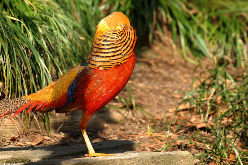 Golden Pheasant (Chrysolophus pictus)01; DISPLAY FULL IMAGE.