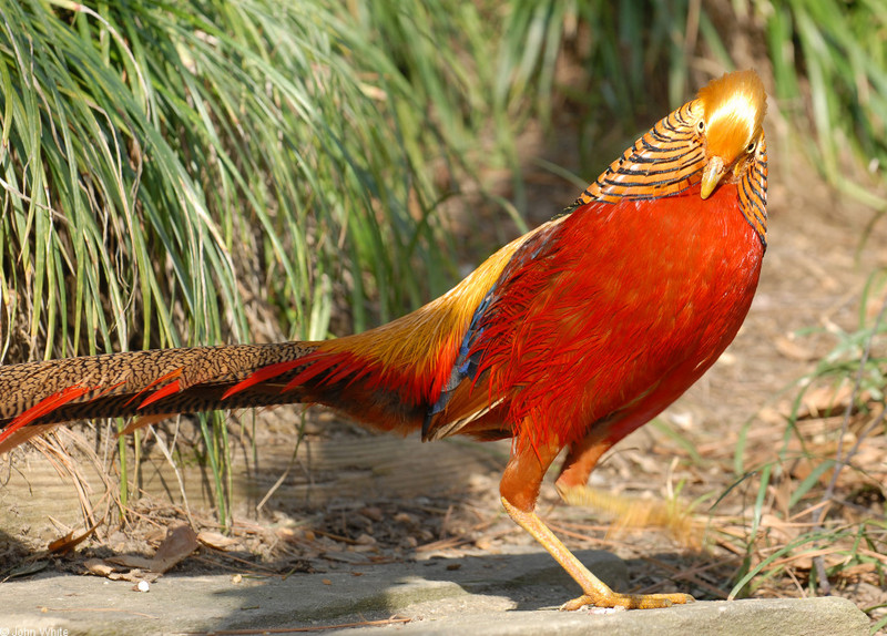 Golden Pheasant (Chrysolophus pictus)02; DISPLAY FULL IMAGE.