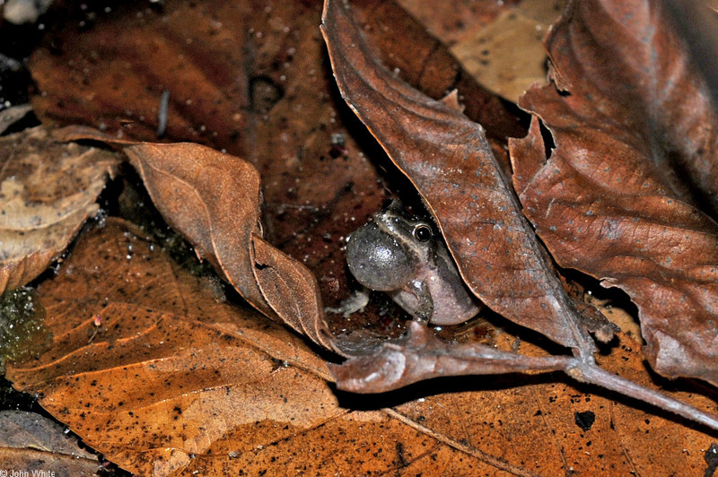 Northern Spring Peeper (Pseudacris crucifer crucifer)01; DISPLAY FULL IMAGE.