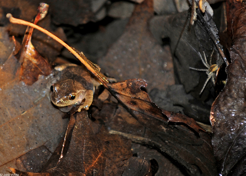 Northern Spring Peeper (Pseudacris crucifer crucifer)02; DISPLAY FULL IMAGE.