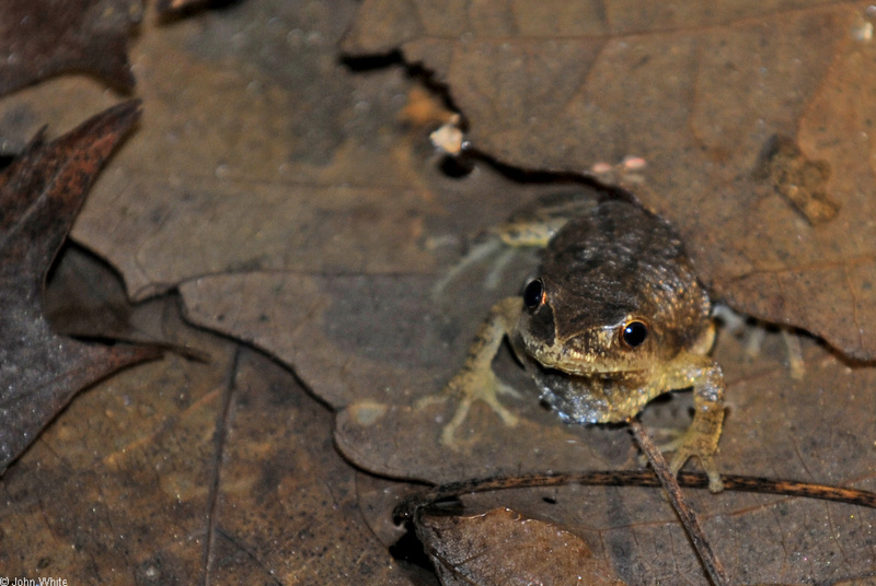 Northern Spring Peeper (Pseudacris crucifer crucifer)03; DISPLAY FULL IMAGE.