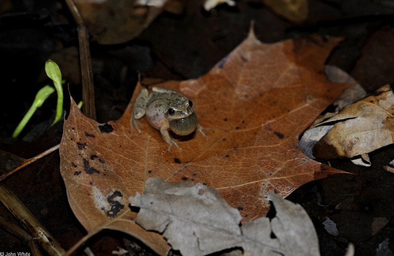 Northern Spring Peeper (Pseudacris crucifer crucifer)05; DISPLAY FULL IMAGE.