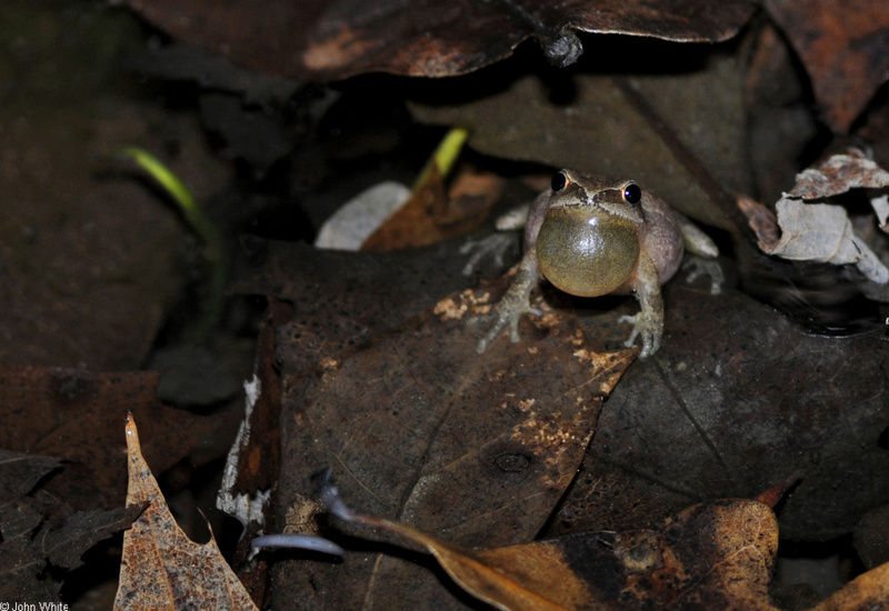 Northern Spring Peeper (Pseudacris crucifer crucifer)06; DISPLAY FULL IMAGE.