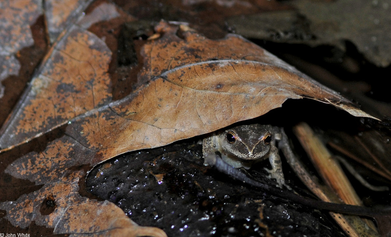 Northern Spring Peeper (Pseudacris crucifer crucifer)07; DISPLAY FULL IMAGE.